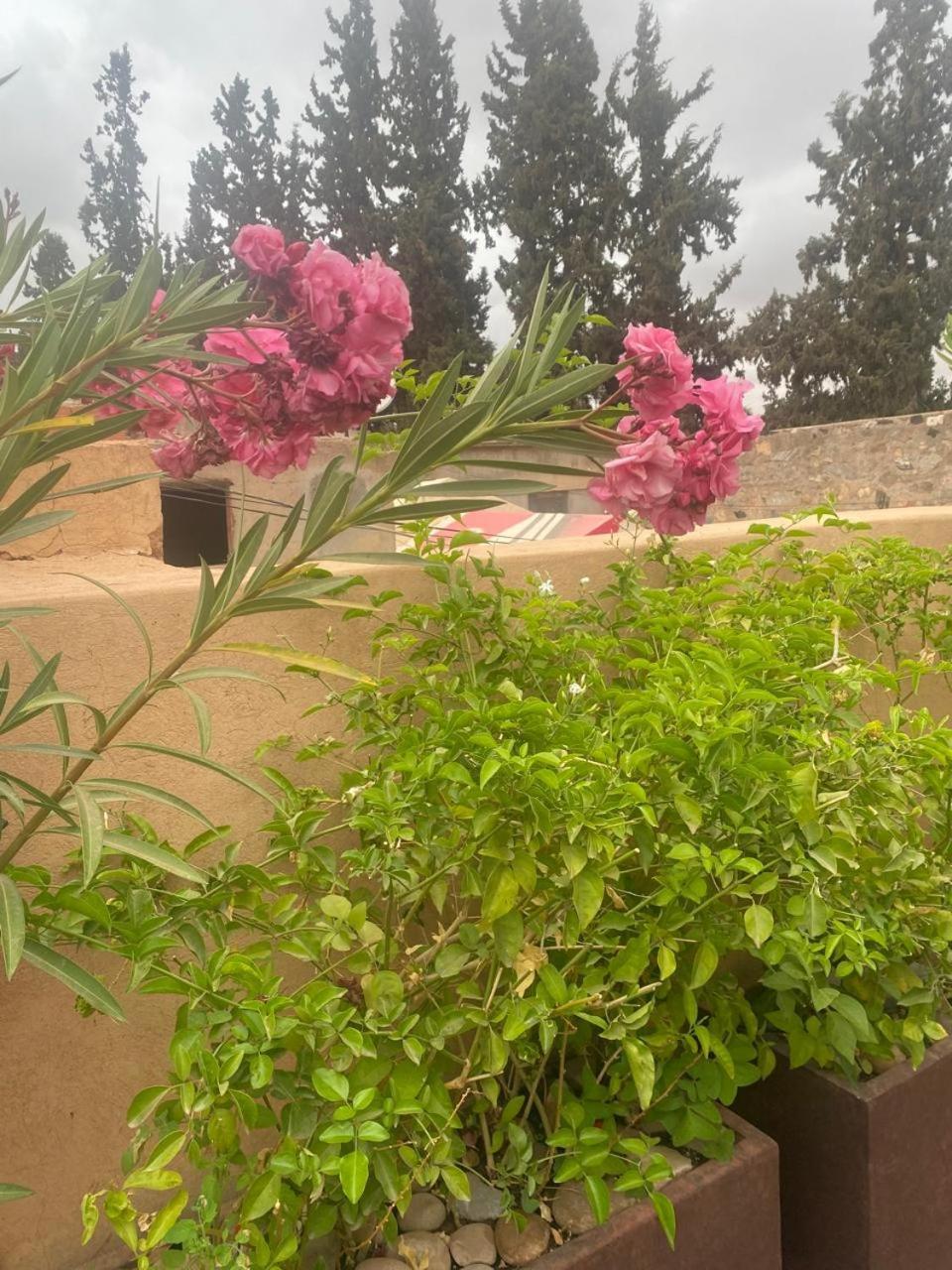 فيلا Dar Dalia مراكش المظهر الخارجي الصورة